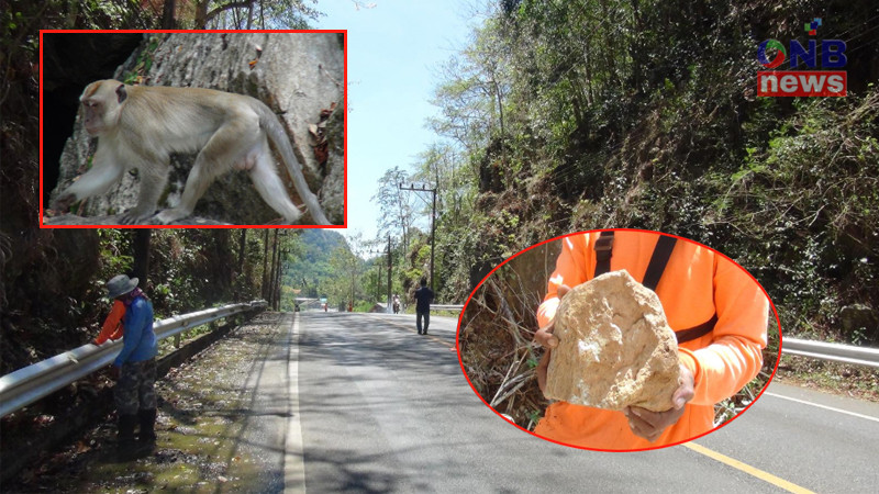 ลิงป่าบนภูเขาติงแห่กันจับหินโยนร่วงหล่นมาบนถนน ทำให้มีผู้ได้รับบาดเจ็บหลายราย