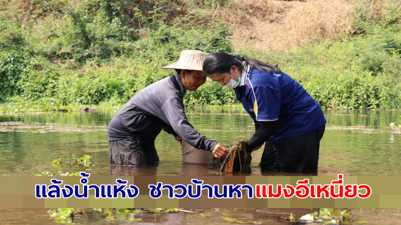 ​​ชาวบ้านเมืองเลย หา "แมงอีเหนี่ยว" นำไปกิน หารายได้ในฤดูแล้ง