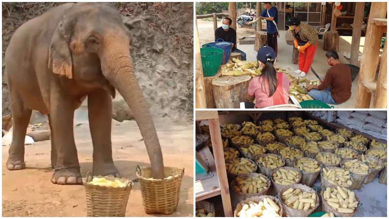 วอนช่วย! ทีมงานปางช้างแม่สาเร่งเตรียมอาหารให้ช้าง เปิดรับบริจาคค่าอาหารวันต่อวัน