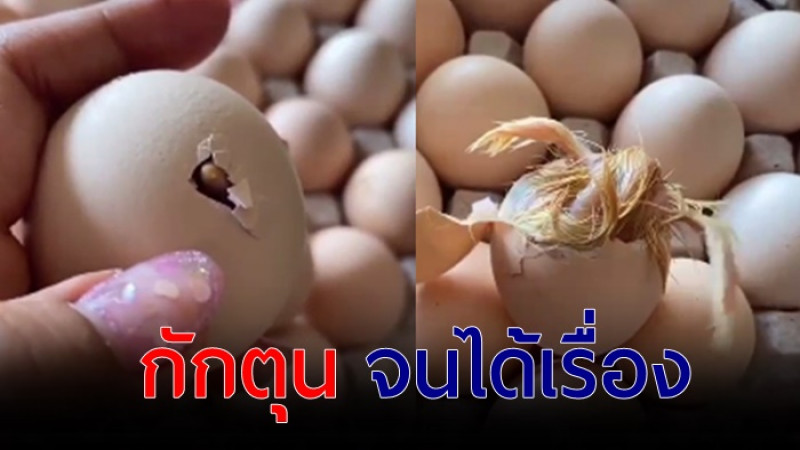 ชาวบ้านซื้อไข่กักตุนไว้หลายแผง สุดท้ายกินไม่ทัน งานงอกเลยคราวนี้!