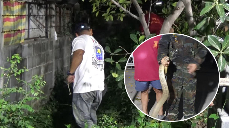 งูจงอาง ยาว 3 เมตร บุกบ้านสาวสระบุรี แจ้งกู้ภัยช่วย