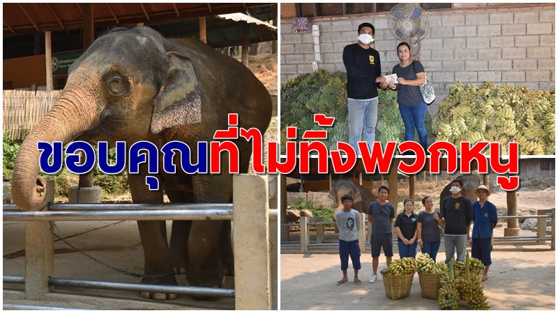คนไทยไม่ทิ้งกัน! "ปางช้างแม่สา" ขอบคุณผู้บริจาคทุกท่าน วอนผู้ใจบุญให้ช้างได้อิ่มท้อง