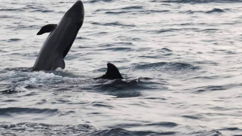 "ฝูงวาฬเพชฌฆาตดำ" โผล่อวดโฉมเริงร่า ในเห็นเป็นบุญตาครั้งแรก ที่เกาะลันตา
