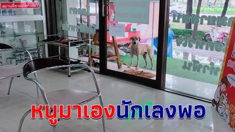 "เจ้านวล" แสนรู้จนหมองง ยืนแกว่งหางตาใสรอหน้ารพ. น้องพาตัวเองมาเช็คแผล