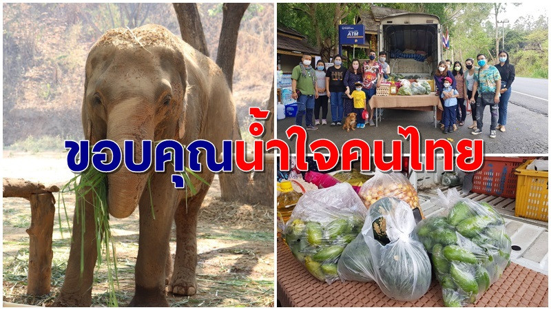 น้ำใจคนไทย! "ปางช้างแม่สา" ขอบคุณผู้บริจาคอาหาร-ยารักษาช้าง ช่วยฝ่าวิกฤตโควิด-19