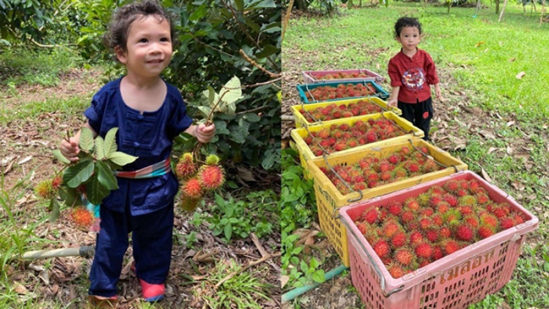 ภาพน่ารัก "น้องโพธิ์" ลูกชาย "ชาคริต" ดูแลสวนผลไม้ด้วยตัวเอง 