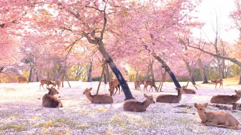 ภาพงดงามราวนิยาย "กวางน้อย" อยู่ท่ามกลางต้นซากุระสีชมพูบานสะพรั่ง