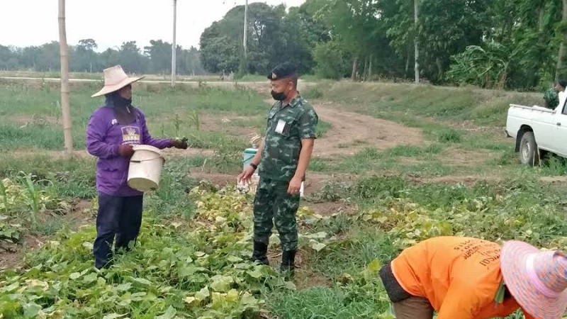 กองพันทหารม้าที่ 13 รับซื้อผลผลิตทางการเกษตร ช่วยเหลือผู้ปลูกพืชผัก "ทหารอิ่มท้อง พี่น้องมีรายได้"