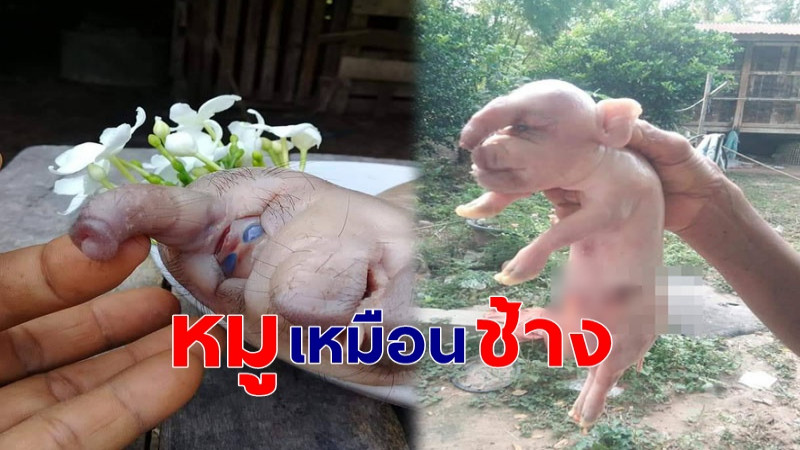 สุดแปลก "ลูกหมู" มีงวงโผล่มาเหมือนช้าง ชาวบ้านแห่มุงดูขอเลขเด็ด !