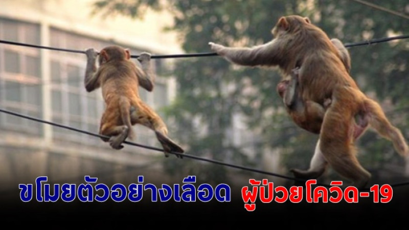 ลิงอินเดีย  บุกขโมยตัวอย่างเลือดผู้ป่วยโควิด-19  จำนวน 3 หลอด หลบหนีไป