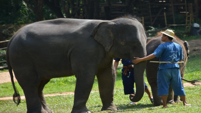 "ปางช้างแม่สา" เตรียมเปิดให้คนไทยเข้าชมฟรี ตอบแทนน้ำใจที่ช่วยเหลือกัน