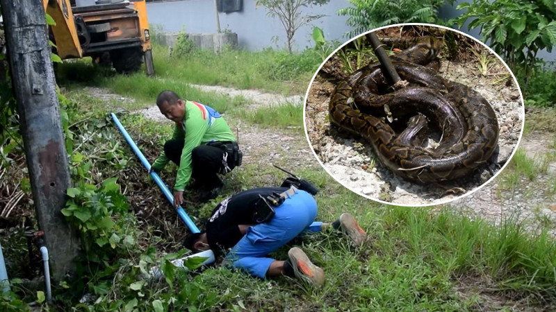 พยายามสุดกำลัง!! กู้ภัยจับ "งูเหลือมยักษ์" บุกเขมือบไก่ของชาวบ้าน เลื้อยซ่อนตัวในท่อระบายน้ำ
