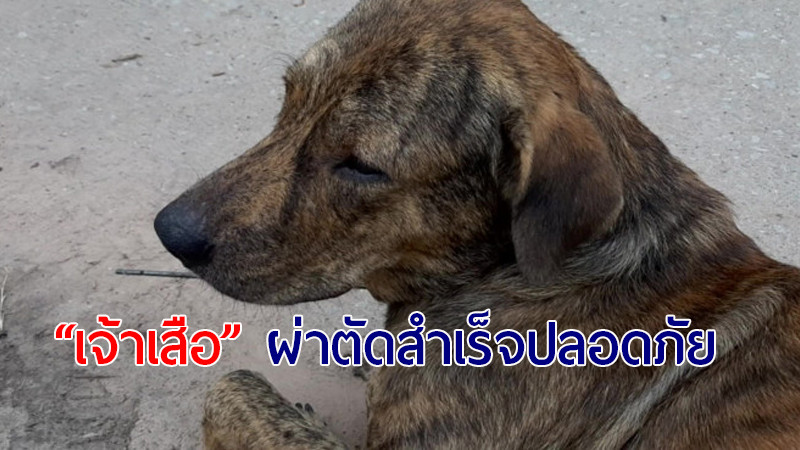 ปลอดภัยแล้ว!! “เจ้าเสือ” สุนัขพันธุ์ไทย หมอช่วยชีวิตผ่าตัดเอาฉมวกยิงปลาออกจากอก