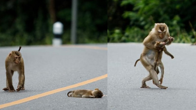 สะเทือนใจ! แม่ลิงอุ้มร่างลูก ที่โดนรถชน หลังเปิดอุทยานแห่งชาติเขาใหญ่  วันแรก