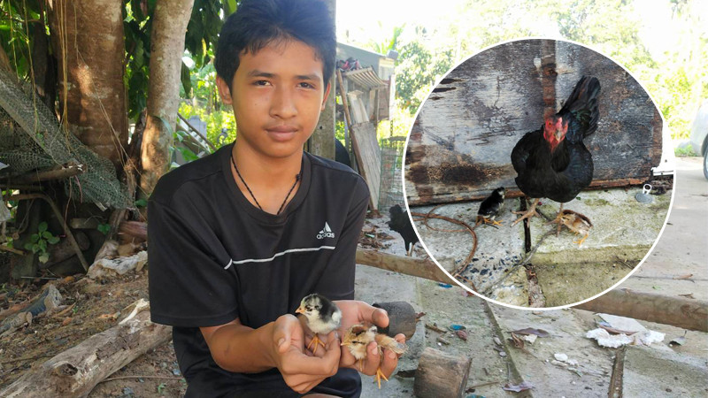 ทุกชีวิตมีค่า หนุ่มงัดท่อ ช่วยชีวิตลูกไก่ตกน้ำ หลังแม่ไก่ร้องเรียก (คลิป)