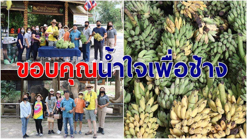 ธารน้ำใจคนไทย! "ปางช้างแม่สา" รับมอบกล้วย 1 คันรถ เพื่อเป็นอาหารช้างทั้ง 78 เชือก