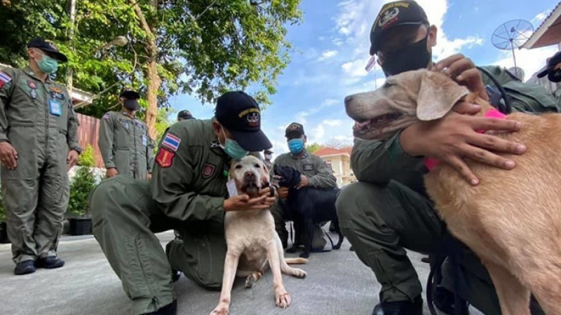 ขอบคุณฮีโร่ตัวน้อย! ภาพ "พิธีอำลาสุนัขสืบหาระเบิด" ช่วยชีวิตคนมานับไม่ถ้วน