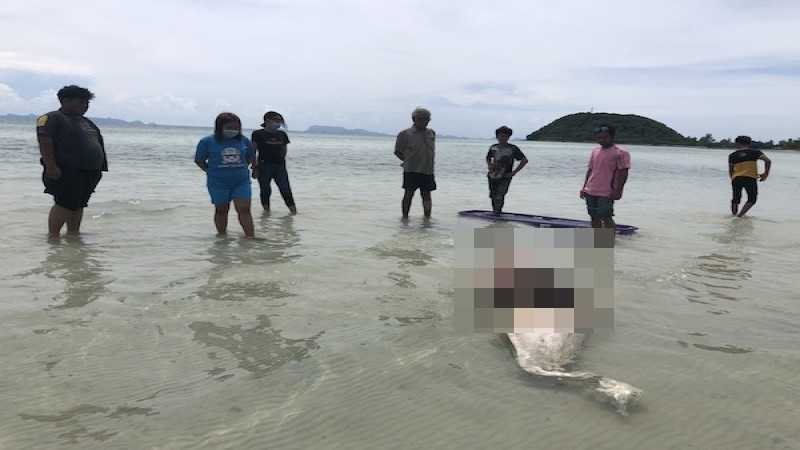 สุดเสียดาย โลมาปากขวดสีชมพูถูกใบพัดเรือตัดท้องแตก คลื่นซัดลอยอืดเกาะสมุย