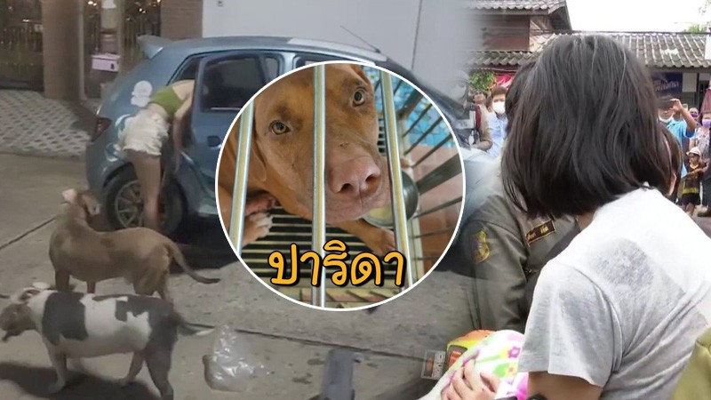 มูลนิธิวอชด็อก เผยรับ 6 ชีวิต พิทบูลเจ๊หงส์ไปดูแลแล้ว-สงสารถูกไล่เหมือนหมูเหมือนหมา