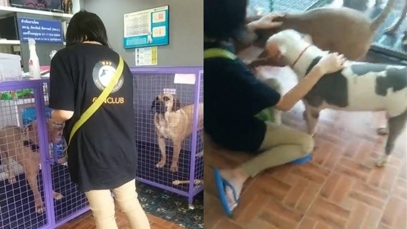"สุนัขพิตบูล" สุดรัก 6 ตัว หายซึมเศร้าทันที หลัง "หงษ์" โผล่เยี่ยมที่สถานพยาบาลสัตว์ !