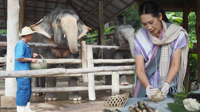"ปางช้างแม่สา" เชิญชวนปั้นอาหารเสริมให้ช้าง เพิ่มกำลัง ระบายท้อง (ชมคลิป)