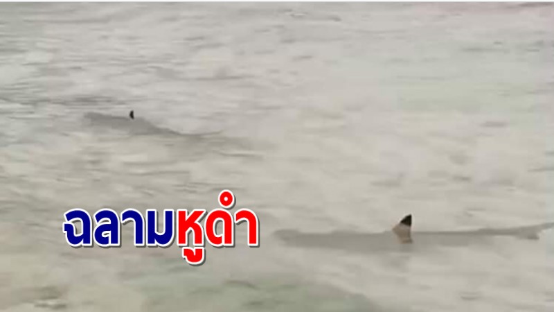 พบฝูง "ฉลามครีบดำ" นับ 10 ตัวโชว์เล่นน้ำหน้าชายหาดเกาะนางยวน