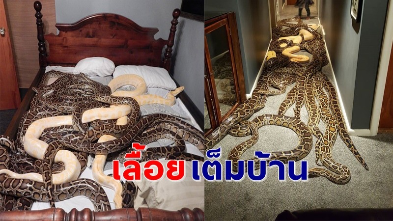 "ตำรวจขนลุกซู่" บุกค้นบ้านลุงขายงู เจอเต็มๆ "งูหลามพม่า" 20 ตัว เลื้อยเต็มบ้านไปหมด !