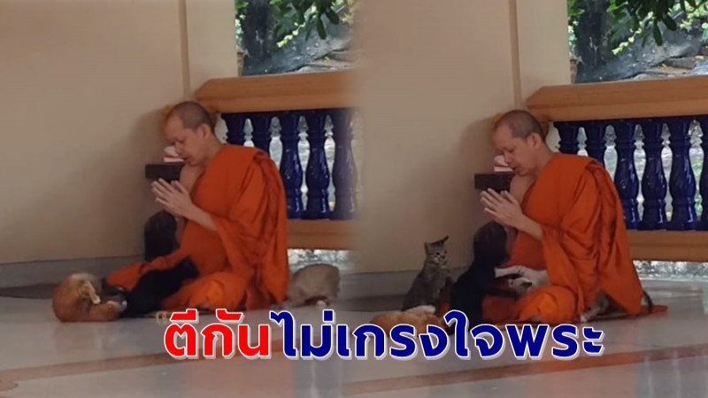 สุดป่วน ! ลูกแมว 4 ตัว ตีกันเล่นกัน ระหว่างพระกำลังสวดมนต์ ใครเห็นก็เอ็นดูแชร์ว่อนโซเชียล !