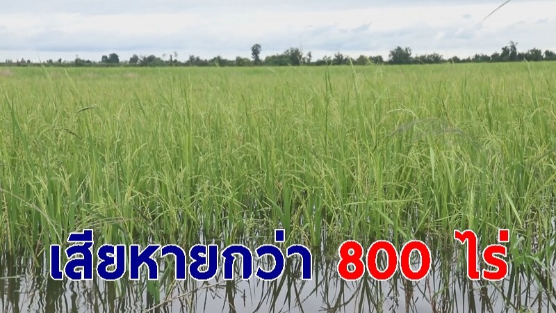 ชาวนาพิจิตรปาดน้ำตา! น้ำท่วมนาข้าว กว่า 800 ไร่