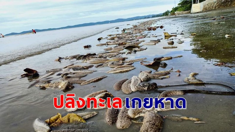 แตกตื่น ! พบ "ปลิงทะเล" ตายเกลื่อนริมหาด คาดค่าความเค็มเปลี่ยน !