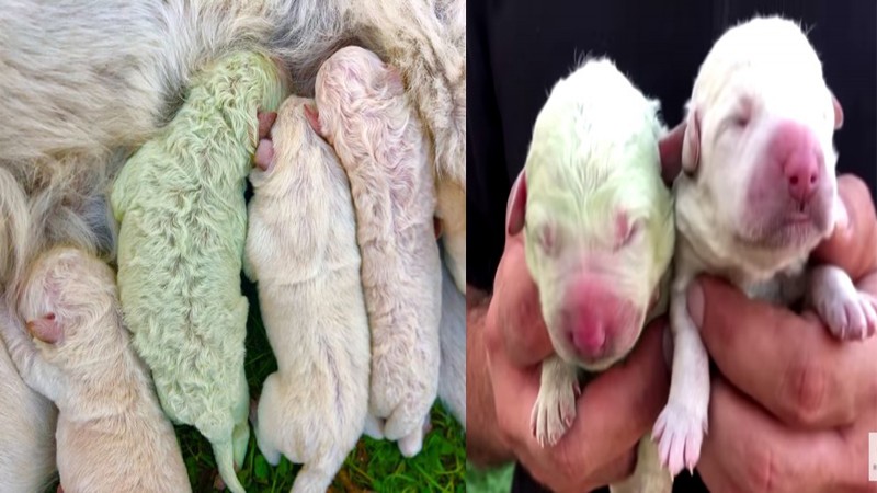 "เจ้าของสุดงง" ลูกสุนัขเกิดมามีขนสีเขียวทั้งตัว ทั้งๆที่ตัวอื่นสีครีมหมด !