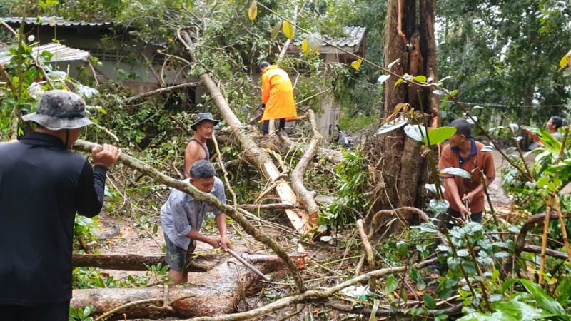 พายุฝนถล่ม อ.หลังสวน ต้นไม้ยักษ์ล้มทับบ้าน-หลายพื้นที่น้ำท่วม