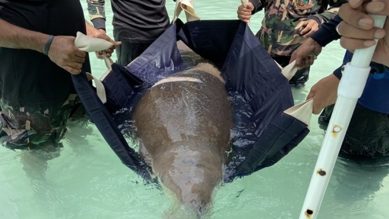 เผยผลชันสูตรซากพะยูนเกยตื้น พบโดนกระแทกซี่โครงหัก ทรมานจากอาการช้ำในนานกว่าสัปดาห์