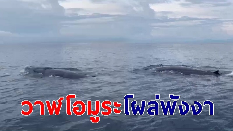 ครั้งแรกในรอบ 10 ปี พบฝูงวาฬโอมูระ กว่า 15 ตัว หลังพิษโควิด พักฟื้นเกาะ 9 เดือน