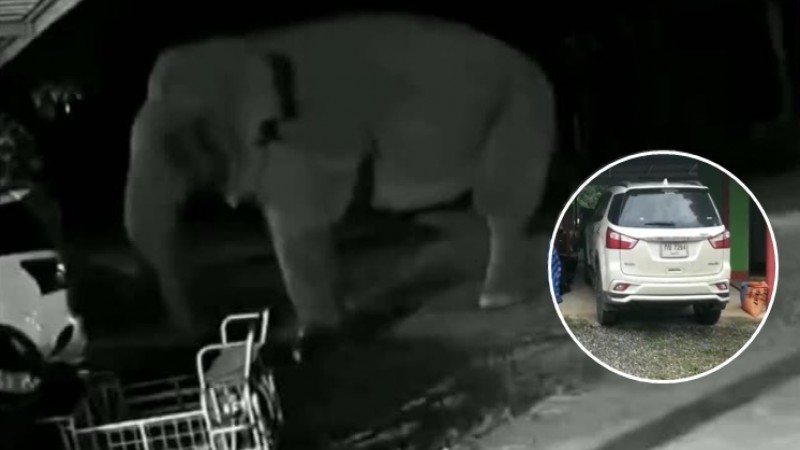 "ช้างสีดอ" โผล่ประชิดบ้านที่เขาแก้วกลางดึก ก่อนใช้งวงถูป้ายทะเบียนรถ คาดแวะมาให้โชค