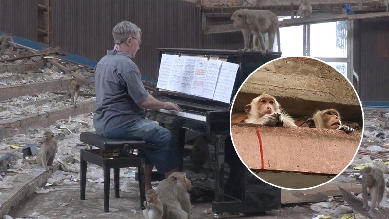 "พอล บาร์ตัน" นักดนตรีชาวอังกฤษ เล่นเปียโนให้ลิงแสมฟัง ในโรงหนังร้างลพบุรี (ชมคลิป)