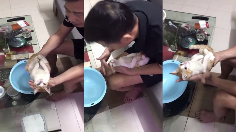 พ่อจับ "เจ้าแมว" อุ้มสาธิตวิธีอาบน้ำเด็กทารก แมวสุดเคลิ้มนิ่งไม่ขยับ แห่แชร์ทั่วโลก !