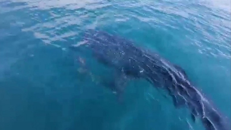 ตื่นตา ! "ฉลามวาฬยักษ์" พร้อมปลาช่อนทะเลนับสิบ โผล่อวดโฉม นทท. ที่หมู่เกาะห้อง  (มีคลิป)