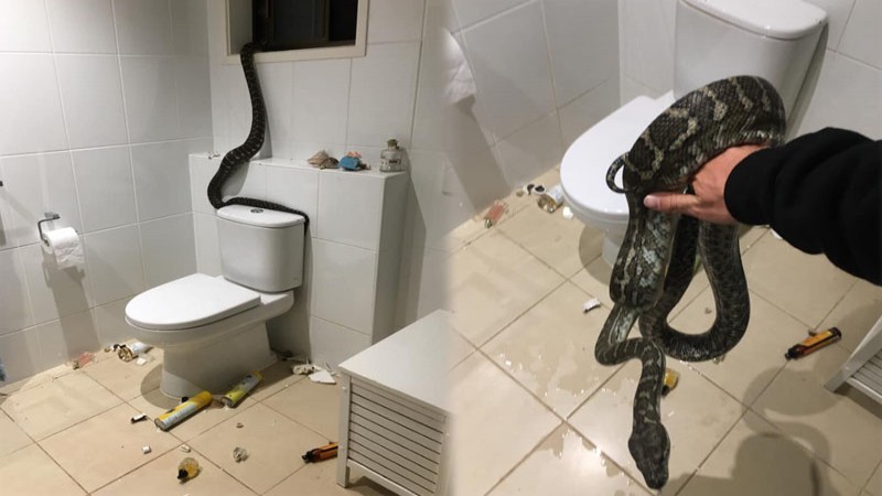 "เจ้าของบ้านผวา" สะดุ้งตื่นกลางดึก เจอ "งูหลามตัวใหญ่" พังหน้าต่างแอบในห้องน้ำ !