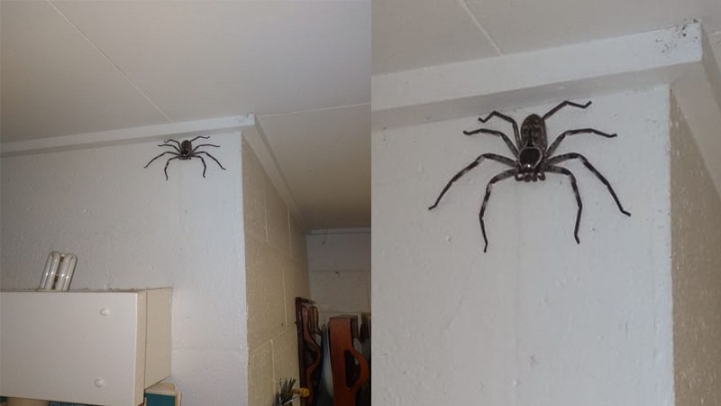 ชายเจอ "แมงมุมตัวเล็ก" ในบ้านตัดสินใจไม่ไล่ ดูมันเติบโตกว่า 1 ปี จนกลายเป็นแมงมุมยักษ์ !