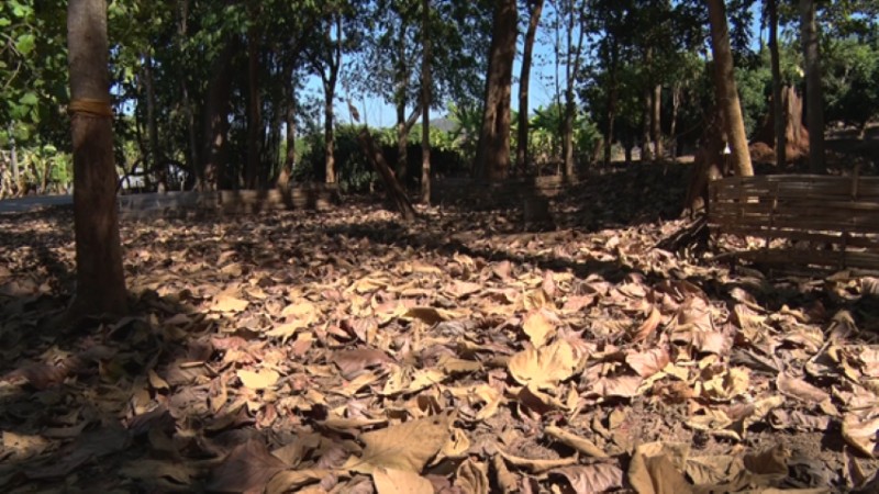 เทศบาล ต.ปิงโค้ง แก้ไขปัญหาหมอกควันไฟป่า จากการเผาซังตอข้าวโพดได้ผล 100 เปอร์เซ็นต์