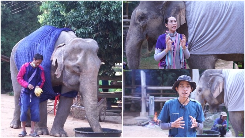 รักเหมือนลูก! เปิดเคล็ดลับการดูแล "ช้างชรา" ในช่วงหน้าหนาว ณ ปางช้างแม่สา (ชมคลิป)