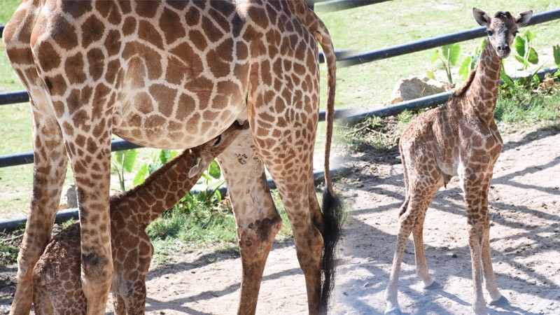 วินาทีลุ้นระทึก ! "แม่ยีราฟ" ตกลูกน้อย ในสวนสัตว์เปิดเขาเขียว ต้อนรับปีใหม่