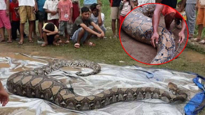 ชาวบ้านผวา ! เจอ "งูเหลือมยักษ์" 9 เมตร นอนพุงกลางขยับไม่ได้ รีบแจ้งจนท.มาจับด่วน !
