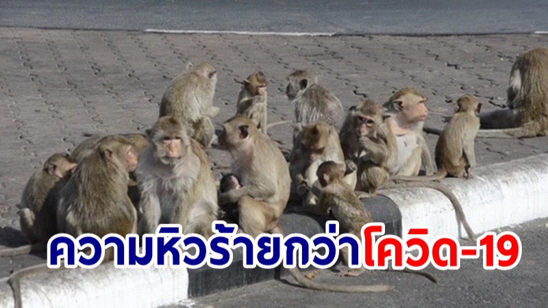 พิษโควิด! "ลิงศาลพระกาฬ" ขาดอาหาร ไร้นักท่องเที่ยวมาจุนเจือ