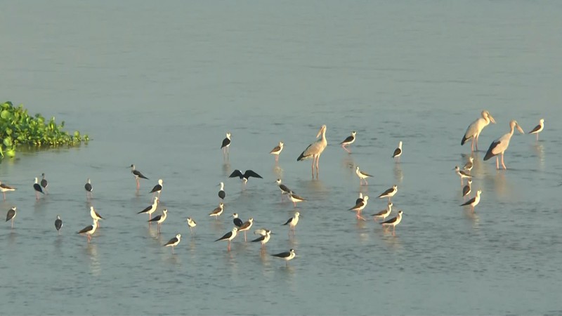 ตื่นตา ! "ฝูงนกเป็ดน้ำไซบีเรีย" หลายพันตัว โบยบินหากินเหนือแม่น้ำเจ้าพระยา ช่วงฤดูหนาว