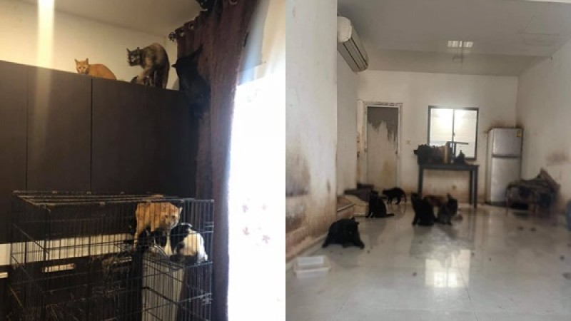 ทาสแมวเวทนา แมวหมา 20 ชีวิต ถูกปล่อยทิ้งในบ้าน สภาพสกปรกน่าสงสาร