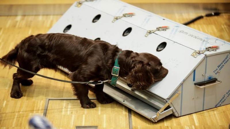 สุดยอด ! "เยอรมัน" ฝึกสุนัขดมกลิ่น ตรวจหาเชื้อโควิด ได้ผลแม่นยำถึง 94% !