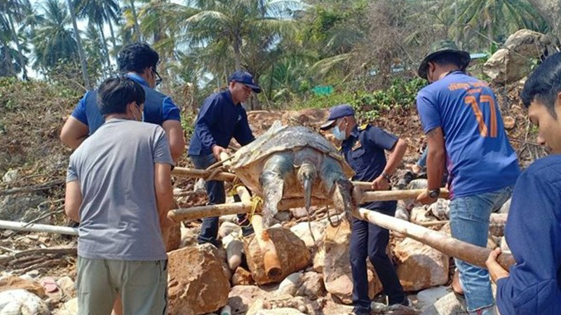 พบซาก "เต่าตนุ" อายุกว่า 30 ปี เกยชายหาดดับ เชือก-ถุงพลาสติกเต็มท้อง