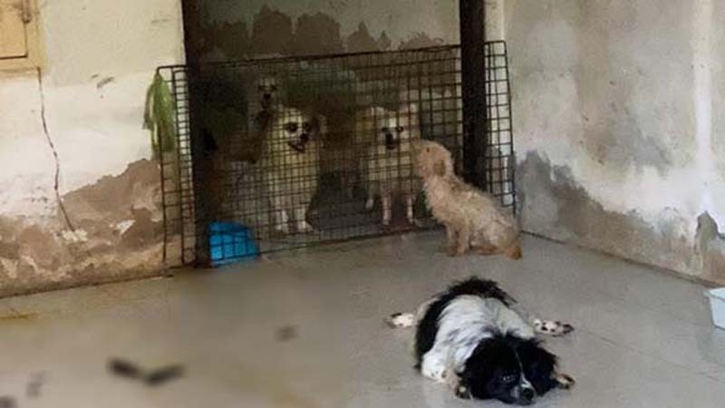 เจ้าของบ้านเช่า วอน! เจ้าของมารับน้องหมา 10 ตัว ด่วน หลังย้ายออก ปล่อยทิ้งให้อยู่ในบ้านนานกว่า 2 เดือน